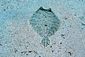 Flounder